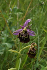 Ophrys fuciflora elatior