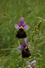 Ophrys fuciflora elatior
