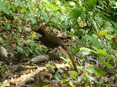 Arremon brunneinucha