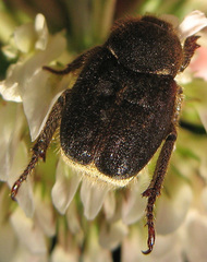 Hoplia
