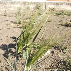 Triticum aestivum