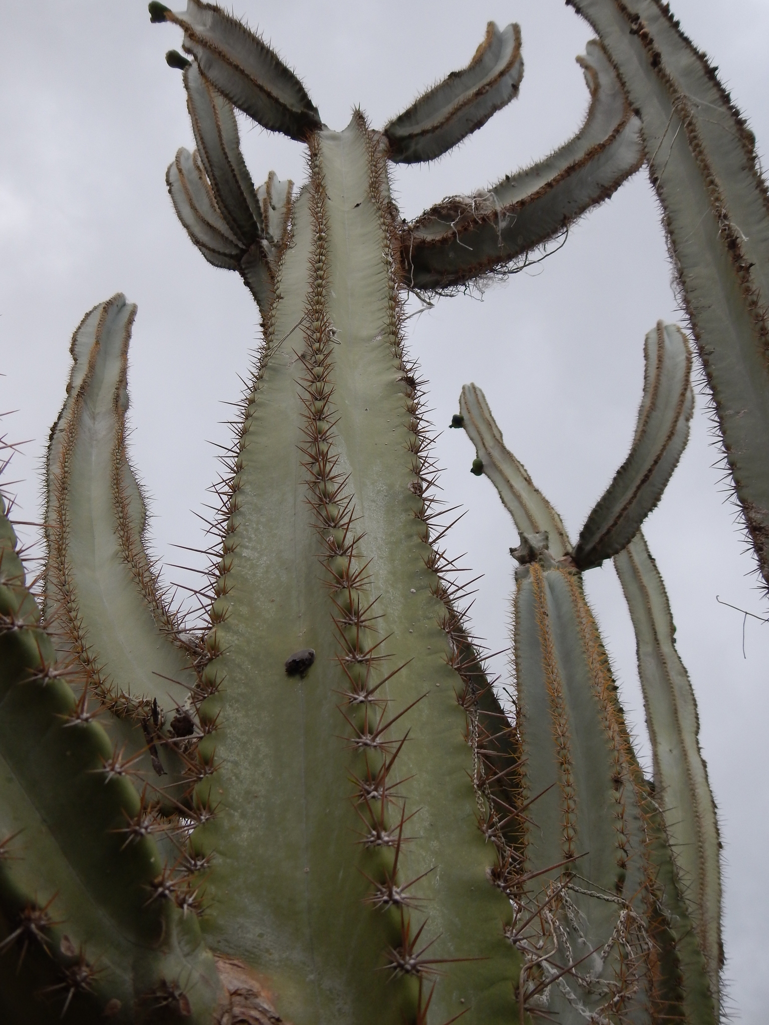 Pilosocereus catingicola