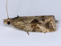 Endothenia nubilana