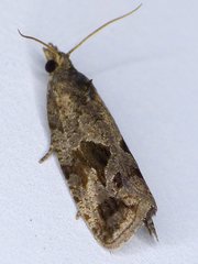 Endothenia nubilana