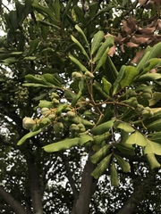 Cupaniopsis anacardioides