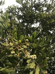 Cupaniopsis anacardioides