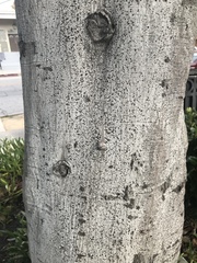 Cupaniopsis anacardioides