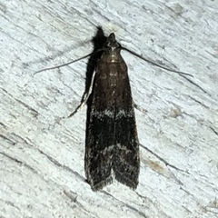 Moodna ostrinella