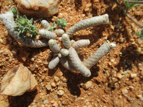 Avonia albissima