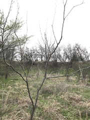 Prosopis glandulosa
