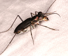 Myriochila semicincta