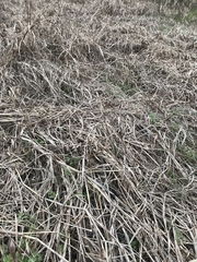Poaceae