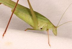 Polichne