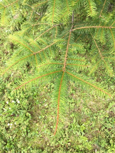 Image of Abies religiosa by (c) Erick Vélez Sánchez, some rights reserved (CC BY)