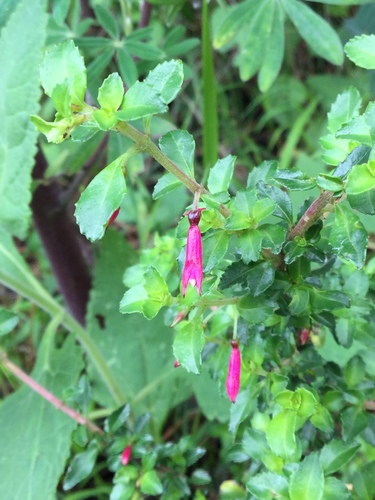 Image of Fuchsia microphylla by (c) Erick Vélez Sánchez, some rights reserved (CC BY)