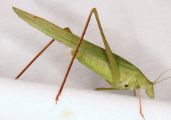 Polichne
