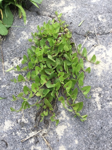 Aristolochia brevipes (Aristolochia brevipes)