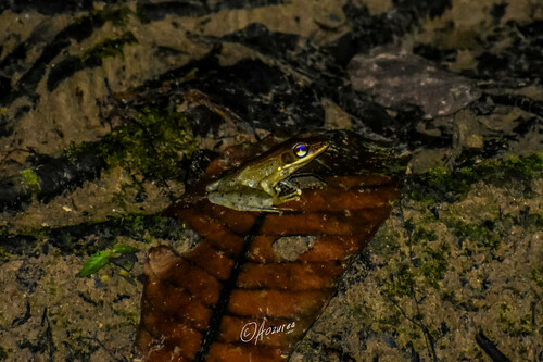 Chalcorana mocquardi