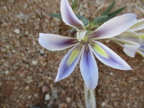 Image of Babiana hypogaea by no rights reserved