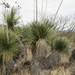 Yucca elata - Photo (c) Jeremiah Marsh, μερικά δικαιώματα διατηρούνται (CC BY-NC), uploaded by Jeremiah Marsh