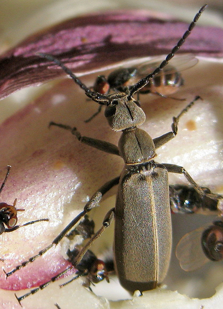 Epicauta gissleri