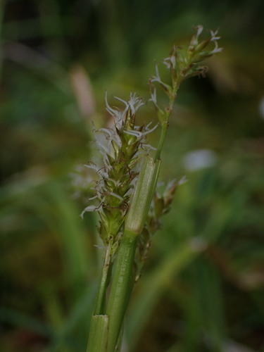 Carex foliosissima iNat (1)