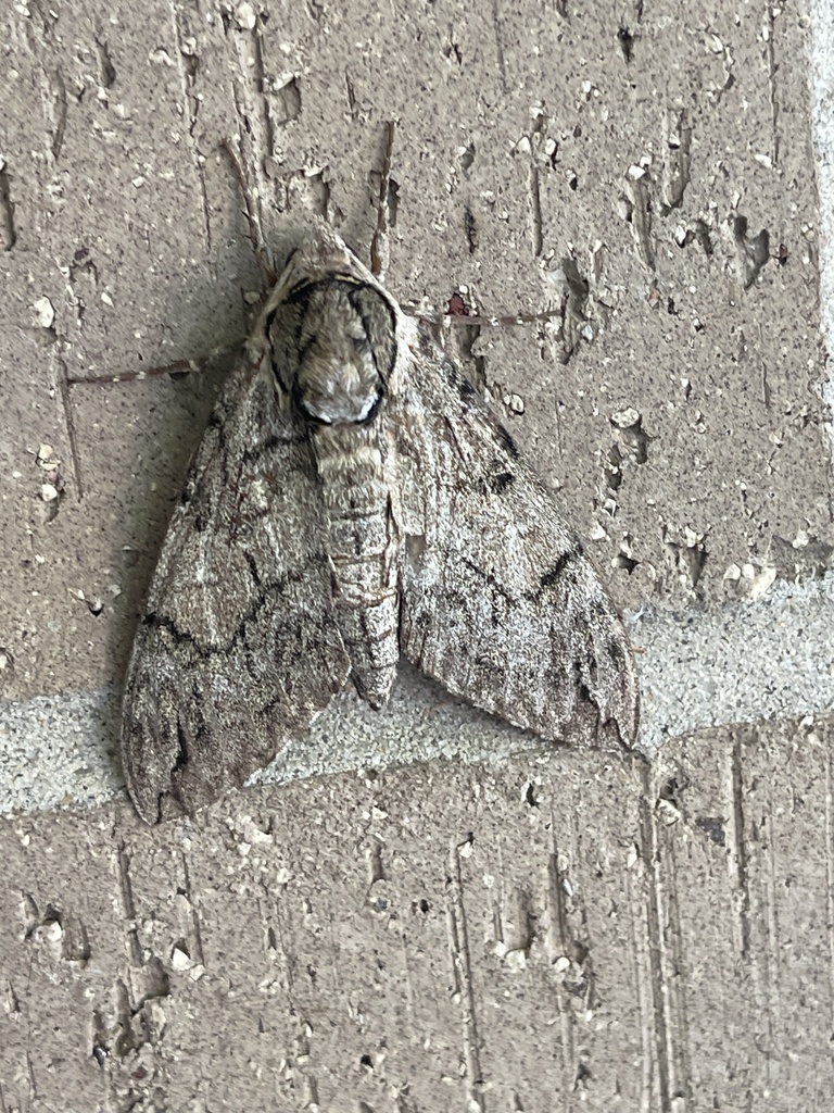 Waved Sphinx from Texas State University, San Marcos, TX, US on ...