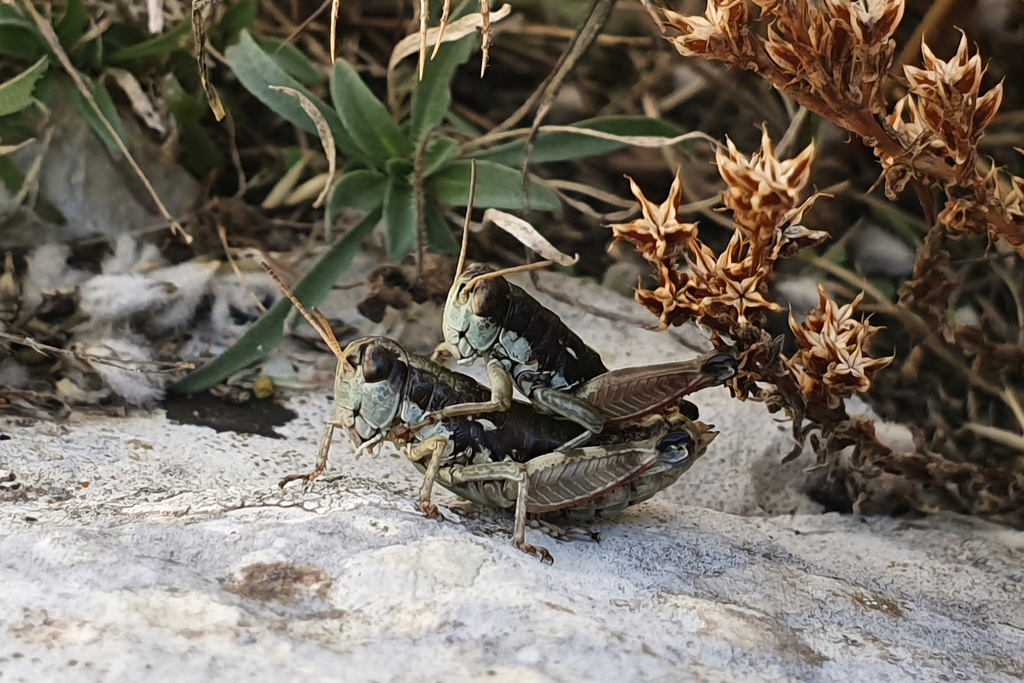 Oropodisma tymphrestosi