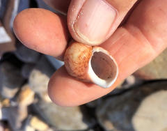 Phasianella ventricosa
