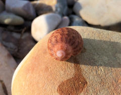Phasianella ventricosa