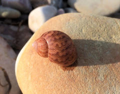 Phasianella ventricosa