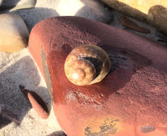 Phasianella ventricosa