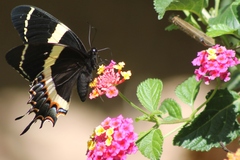 Papilio garamas