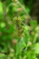 Cynoglossum officinale