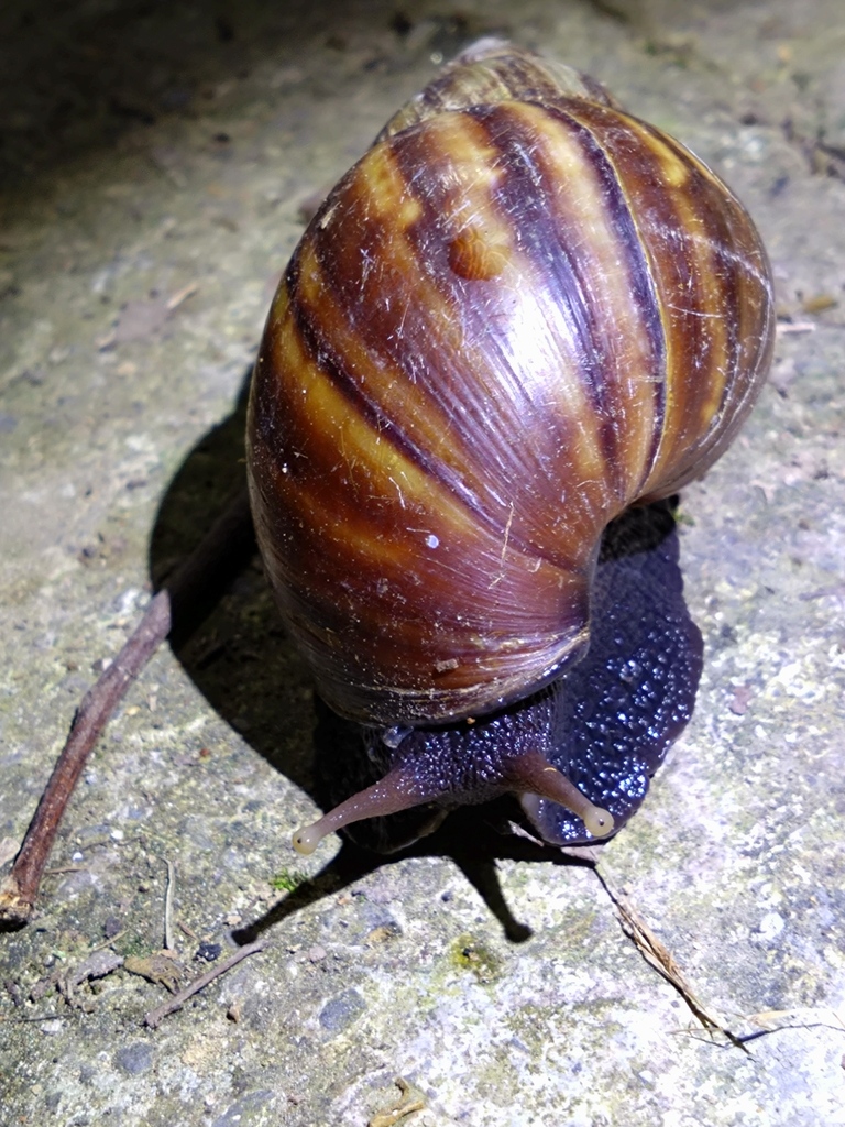 왕달팽이 from 台灣新竹縣 on 2023년 09월 17일 (일) at 06:28 오후 by Benny Wu · iNaturalist 왕달팽이 (Lissachatina fulica)