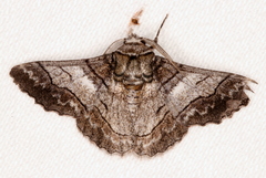 Hypobapta diffundens