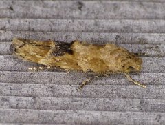 Mompha stellella