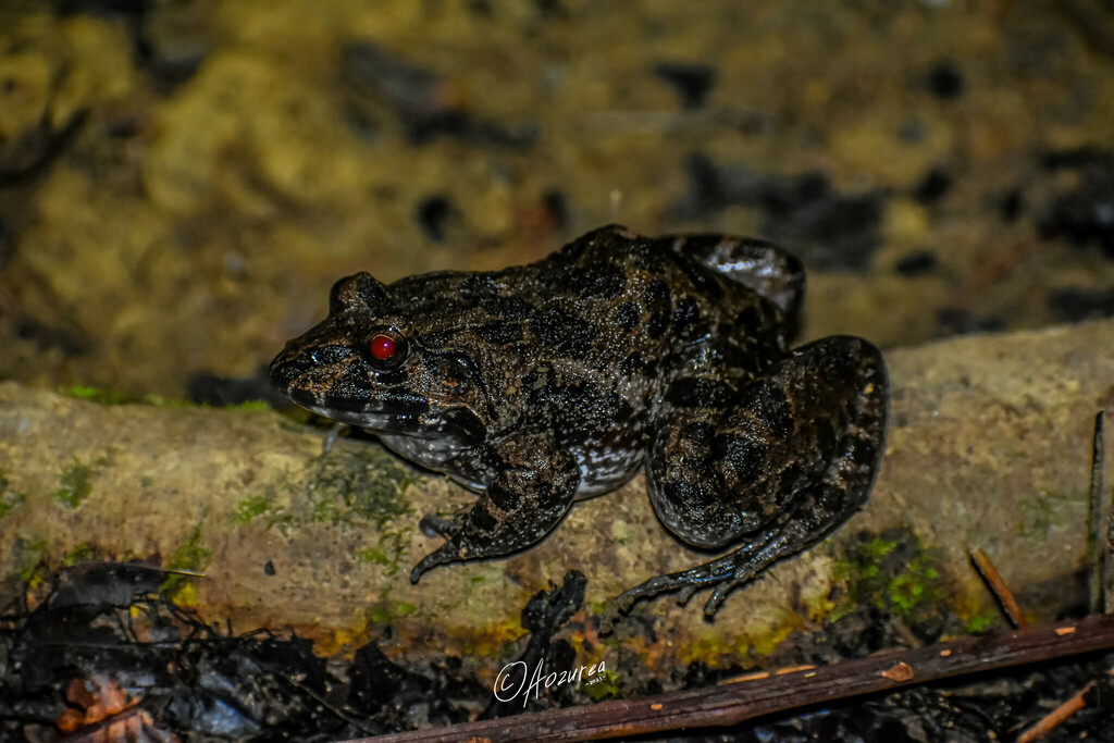 Crabeating Frog from Petetea, Kec. Kulisusu Utara, Kabupaten Buton