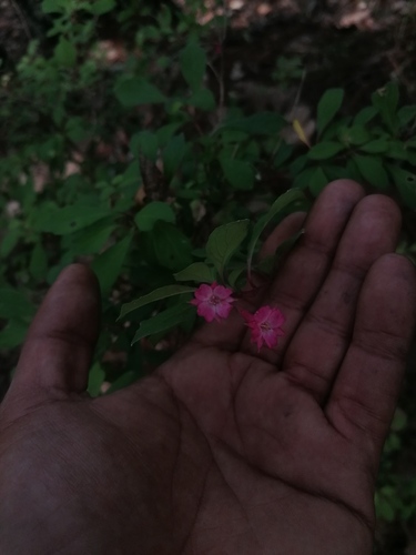 Fuchsia encliandra (Fuchsia encliandra)