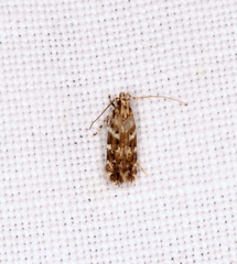 Otonoma anemois