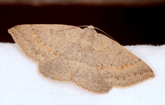 Nearcha tristificata