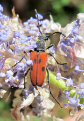 Anastrangalia laetifica