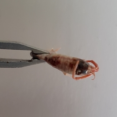 Bellorchestia quoyana