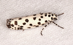 Ethmia clytodoxa