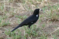 White-Billed Buffalo Weaver photo 2