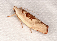 Tymbophora peltastis