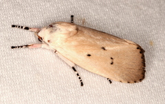 Cryptophasa ochroleuca
