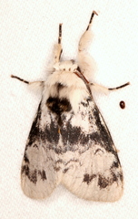 Iropoca rotundata