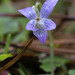 Carolina Violet - Photo (c) Lillie, some rights reserved (CC BY-NC), uploaded by Lillie