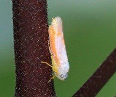 Signoretia